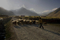 A young Changpa with his herd. Families are allotted separate areas for livestock farming.