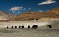 Yaks are used by the Changpas as packing animals and as sources of milk, hide and meat