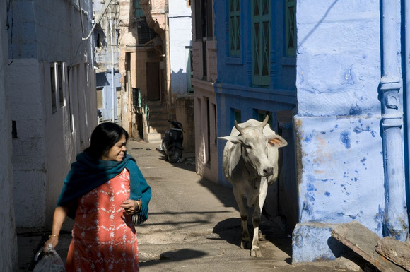 A bastion of the Brahmins, bulls are revered creatures in Brahmapuri