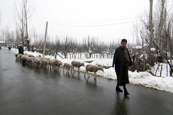 A herdsman with his flock of sheep