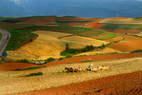 1. Agriculture in the multicoloured fields of Dongchuan county still employs horse drawn carts